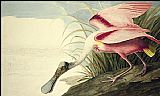 John James Audubon Roseate Spoonbill painting
